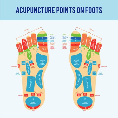 Acupuncture Foot Scheme Vector