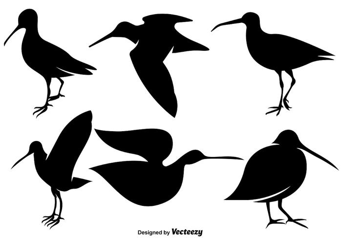 Vector iconos planos de aves snipe