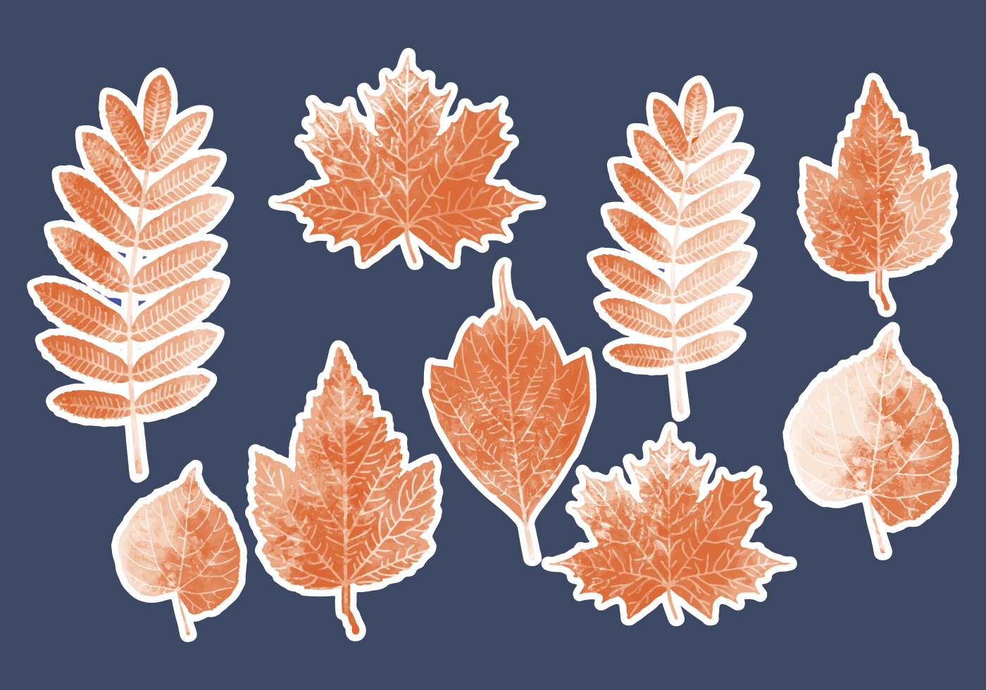 Leaves collection. Истья коллекция в векторе. Oak leaves frame.