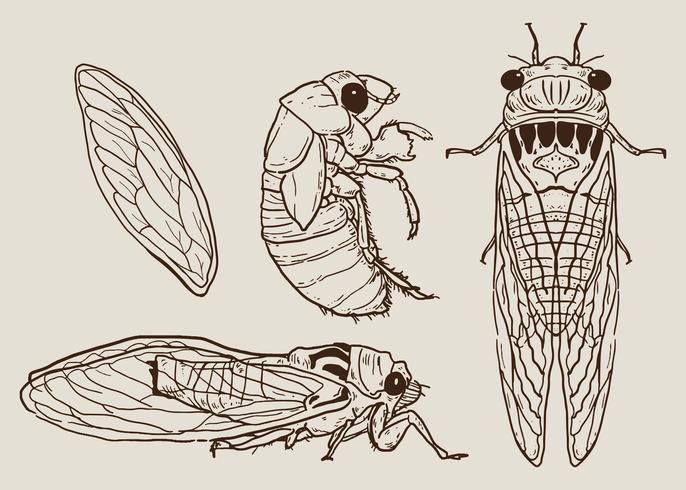 Cicada Set Hand Drawn Vector