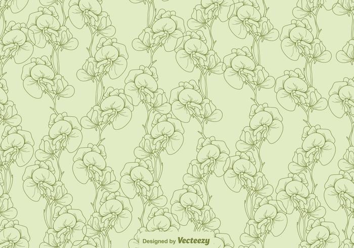 Vector Sweet Peas Flower Seamless Pattern