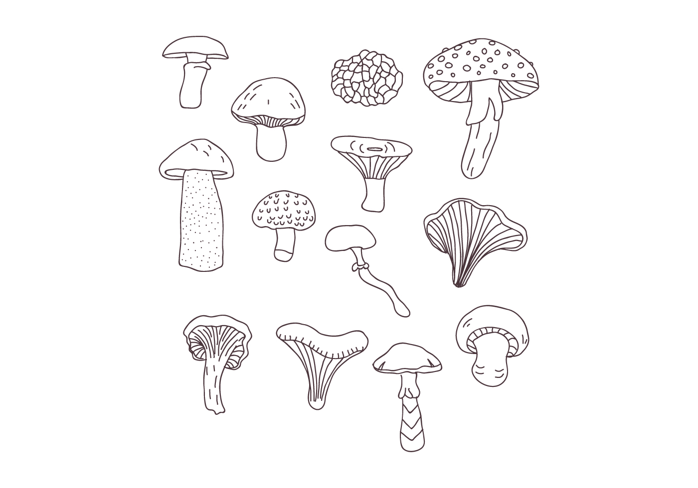 Botanical Mushroom Drawings Download Free Vectors Clipart
