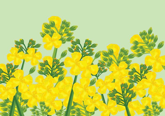 Vector de flores de canola