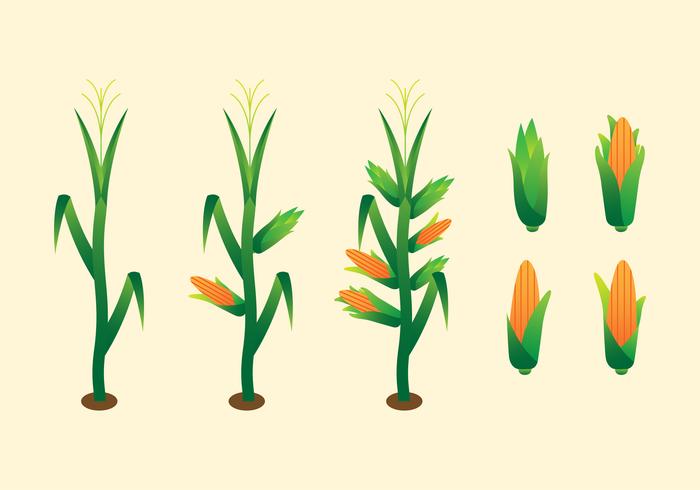 Simple Corn Stalk Vectors 