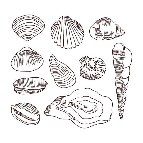 Detailed Doodles Of Shells vector