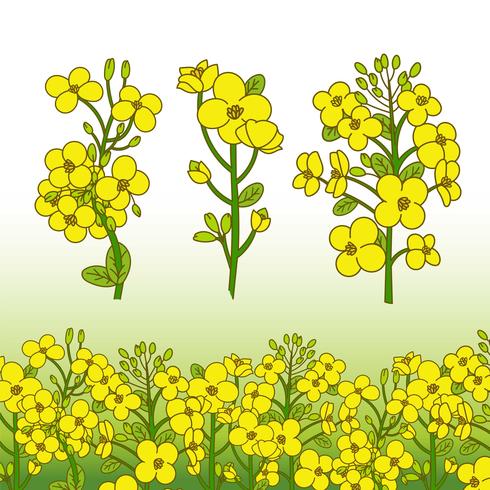 Ilustración de flor de canola vector