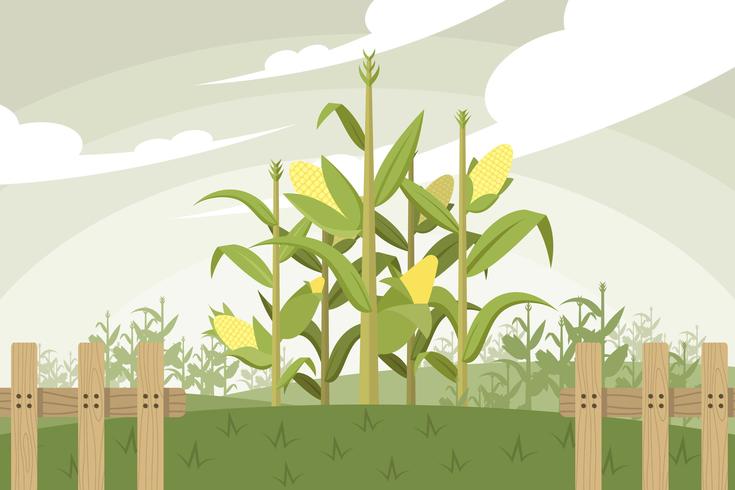 Corn Stalk Vector