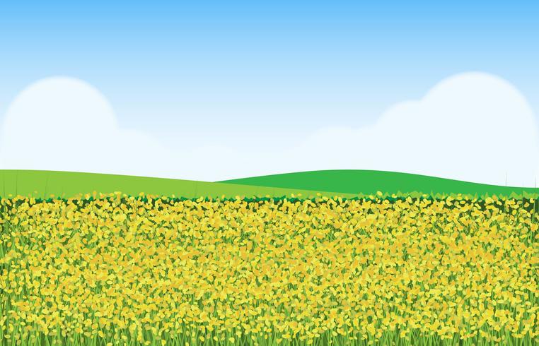 Mustard Flowers in Field Illustration vector