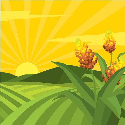 Sorghum Field Illustration Free Vector