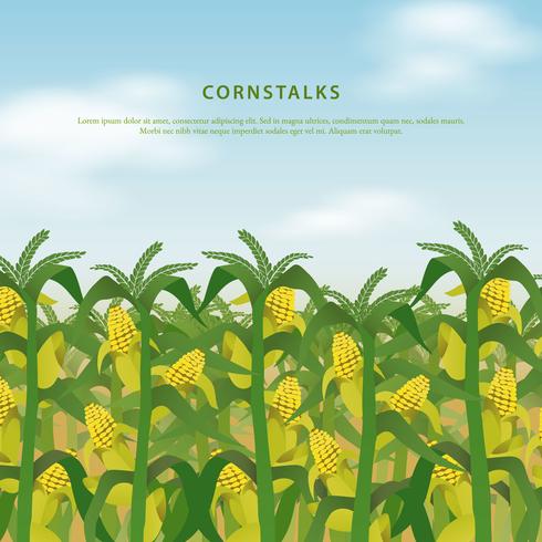 Ilustración de campo de tallos de maíz vector