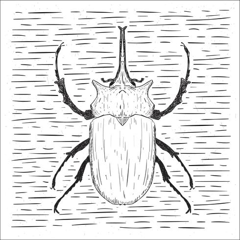 Hand Drawn Vector Beetle Illustration