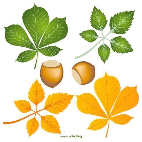 Hojas de castaño de Indias y nueces vector