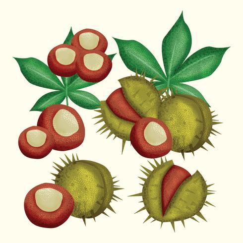 Ilustración Vector Buckeye