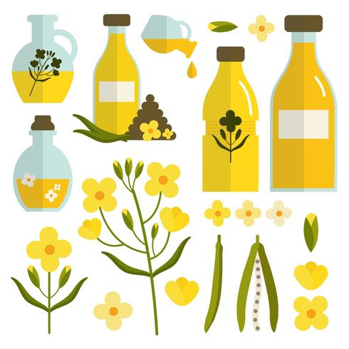 Canola Set Vector