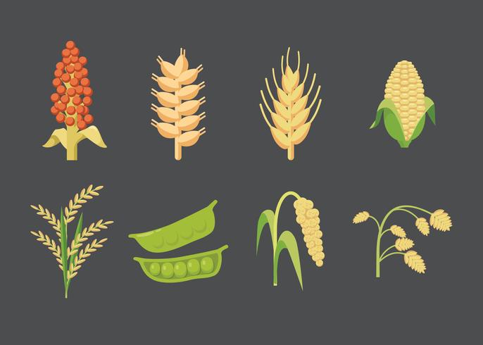 Grains and Seeds Vector 