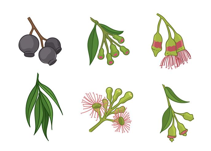 Gum Tree Flower Free Vector