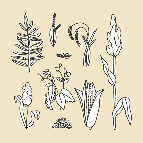 Set Of Sorghum Doodles vector