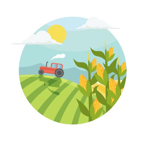 Corn Stalks in Field Illustration vector