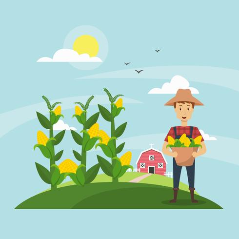 Corn Stalks Field and Farmer Illustration  vector