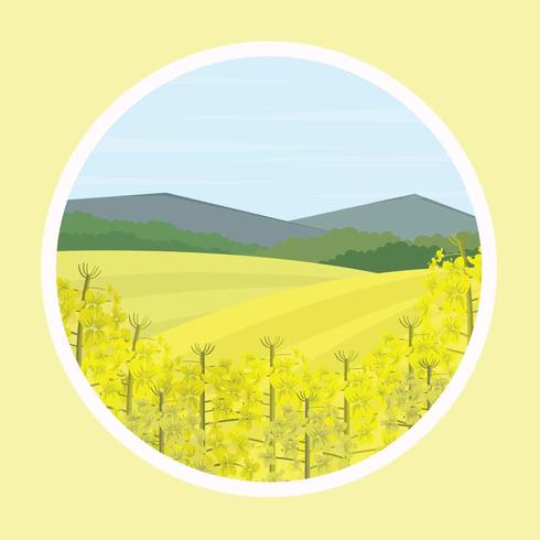 Free Canola Flower Illustration vector