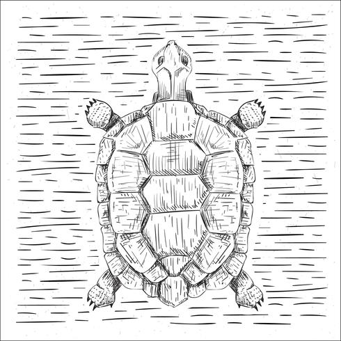 Ilustración de tortuga Vector dibujado a mano libre