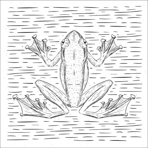 Free Hand Drawn Vector Frog Illustration