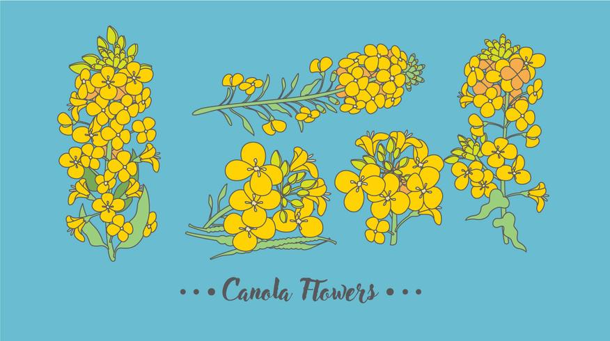 Vector de flores de canola