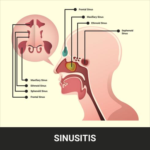 Sinus Vector Illustration With Detailed Information