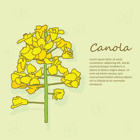 Vector de flores de canola