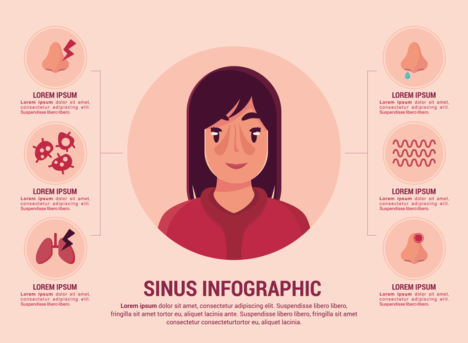 Sinus Infographic vector
