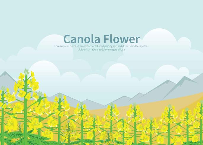 Free Canola Flower Illustration vector