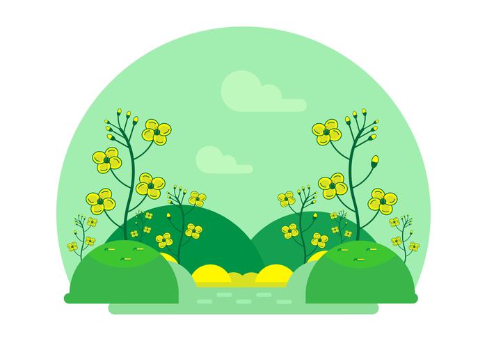 Cartoon Canola Flower Vector 
