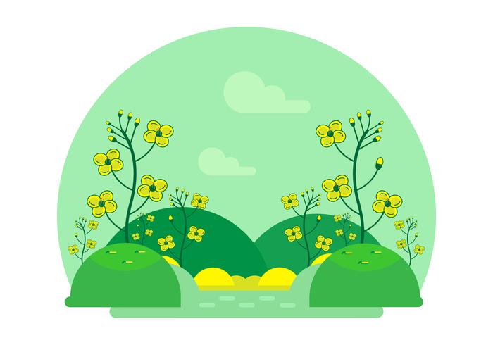 Cartoon Canola Flower Vector 