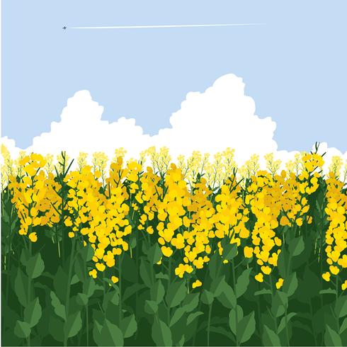 vector libre de cielo de canola campo