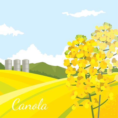 vector libre de campo de cultivo de canola