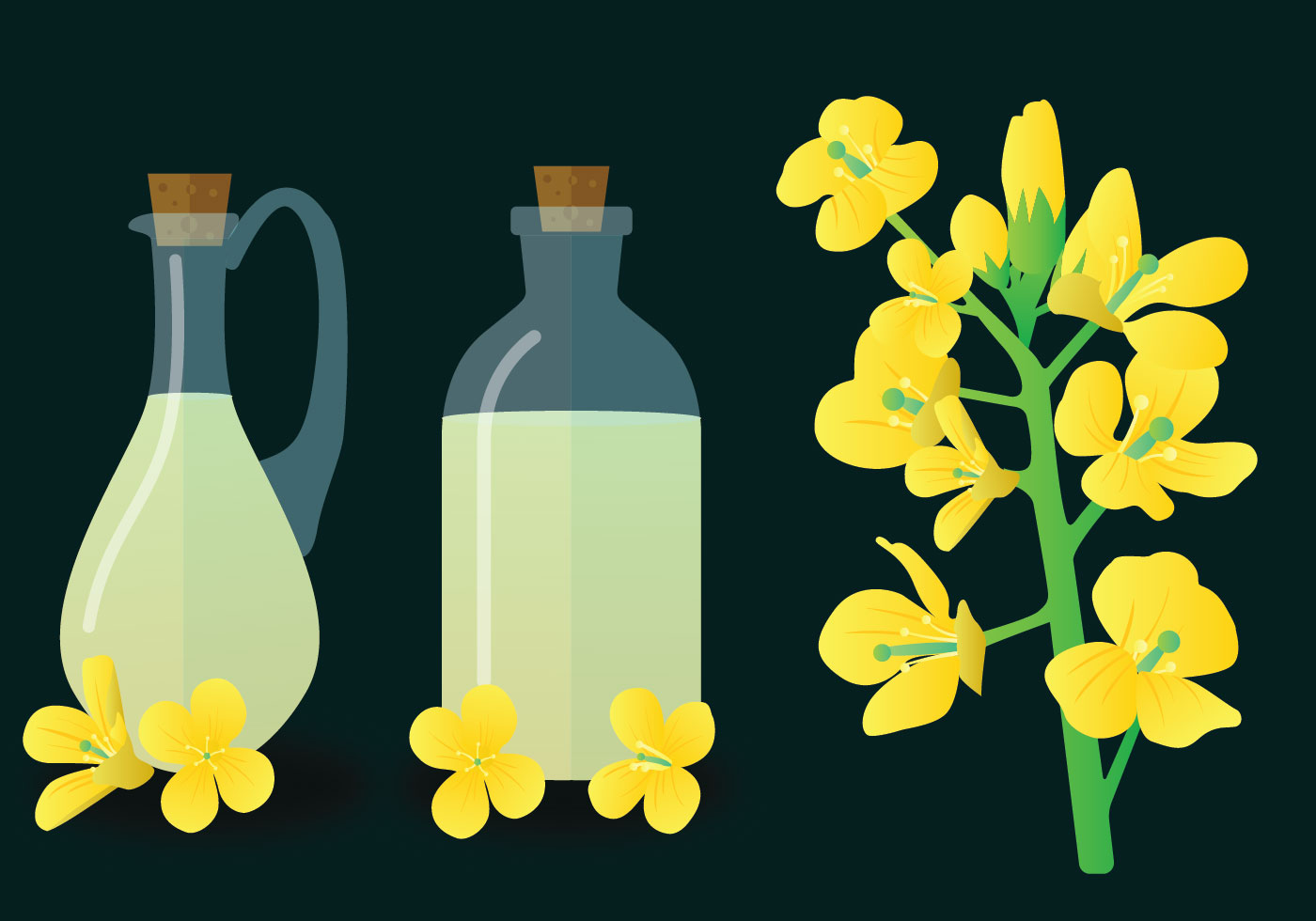 Download Canola Vector Pack - Download Free Vectors, Clipart ...
