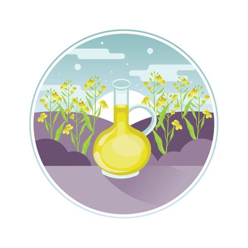 Canola Flower And Oil vector
