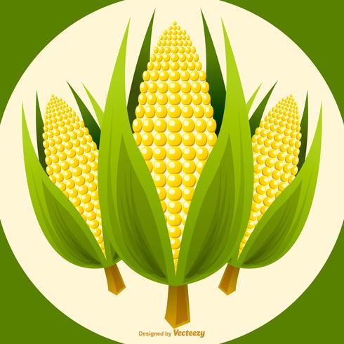 Vector Corn Stalk Illustration