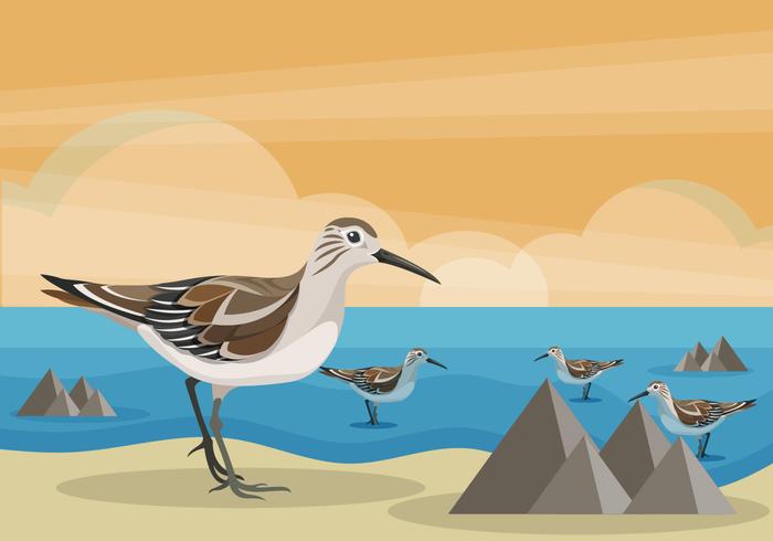 Snipe Bird on Beach Vector Illustration