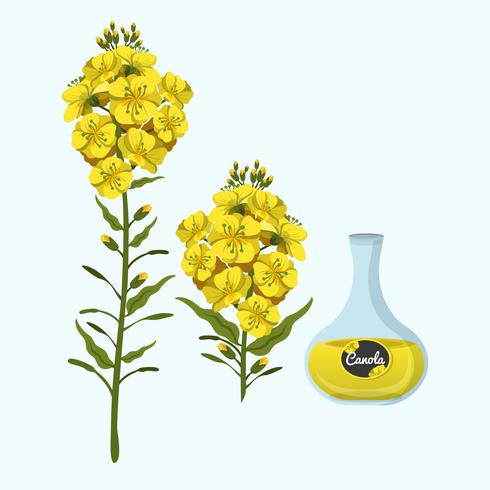 Canola Oil Vector Illustration