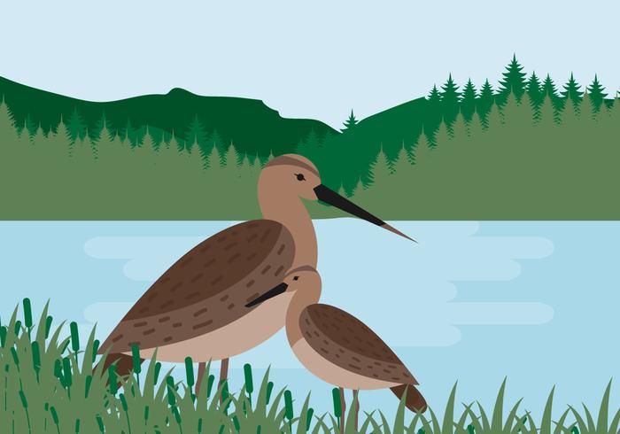 Snipe Bird Vector