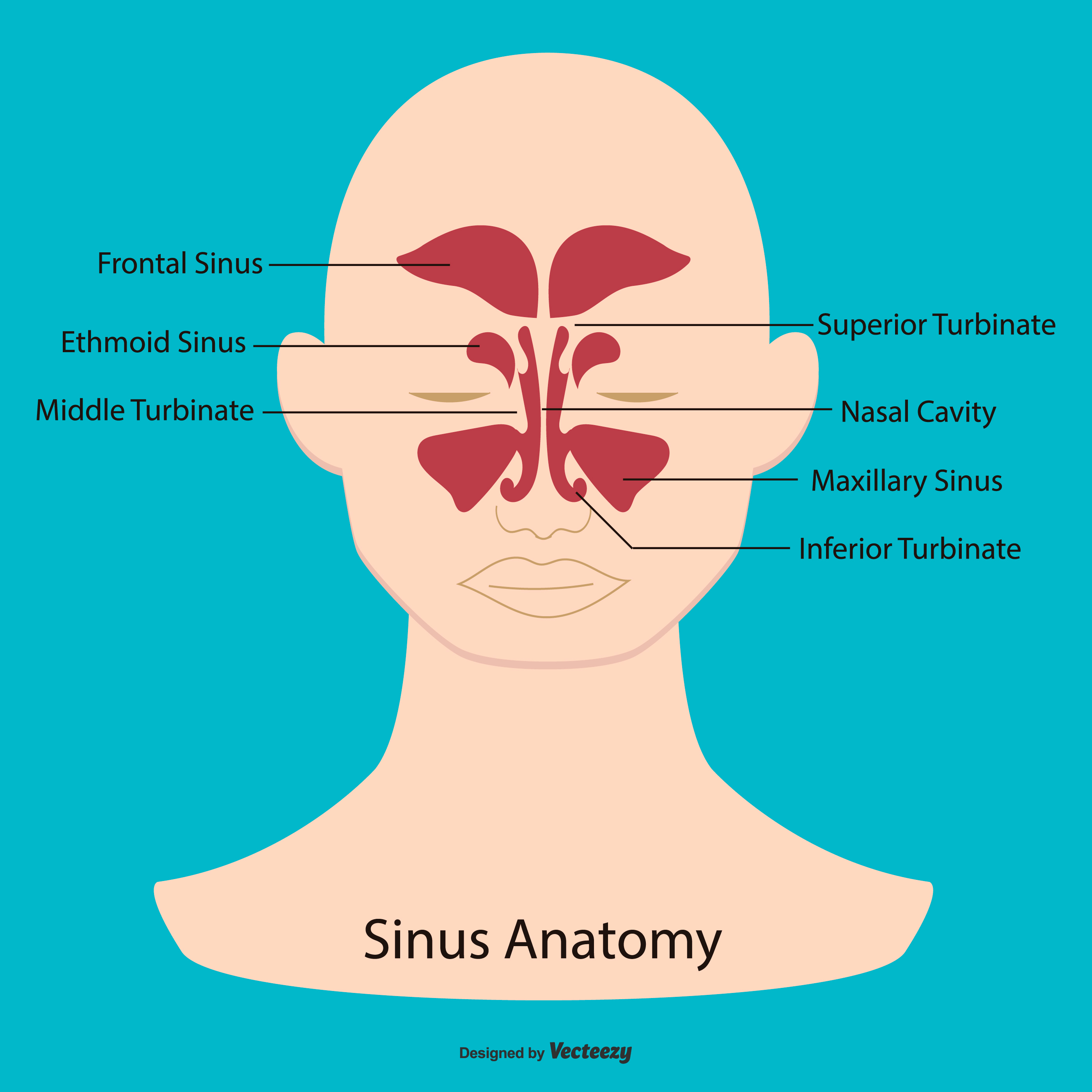 Sinus Anatomy Illustration 172412 Vector Art At Vecteezy