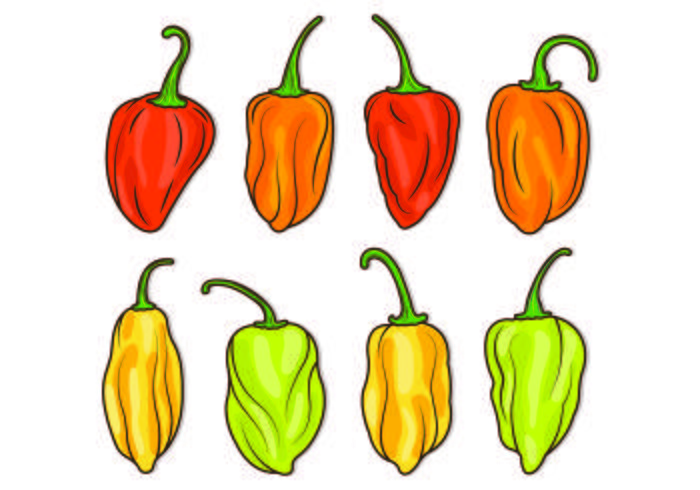 Set Of Chili Habanero Vector