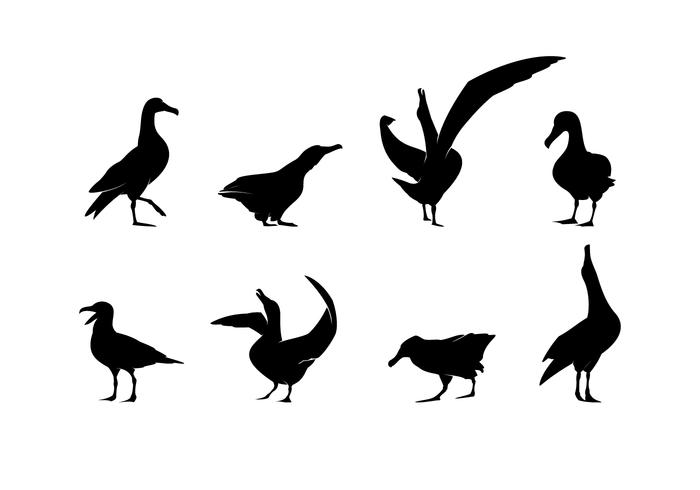 Standing Albatross Silhouette Free Vector