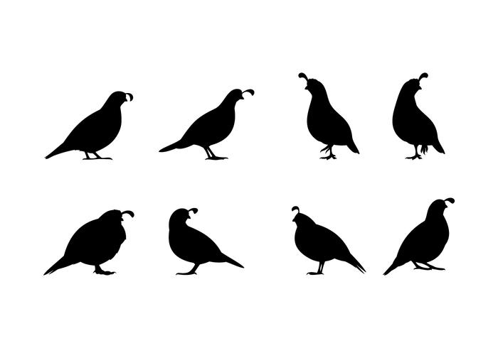 Standing Quail Silhouette Free Vector