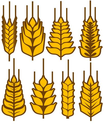 Vector Set Of Wheat Ears