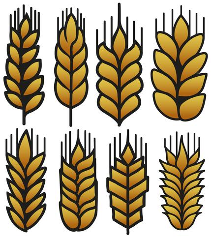 Vector Wheat Ears Illustration Set