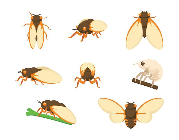 Cicada Vectors