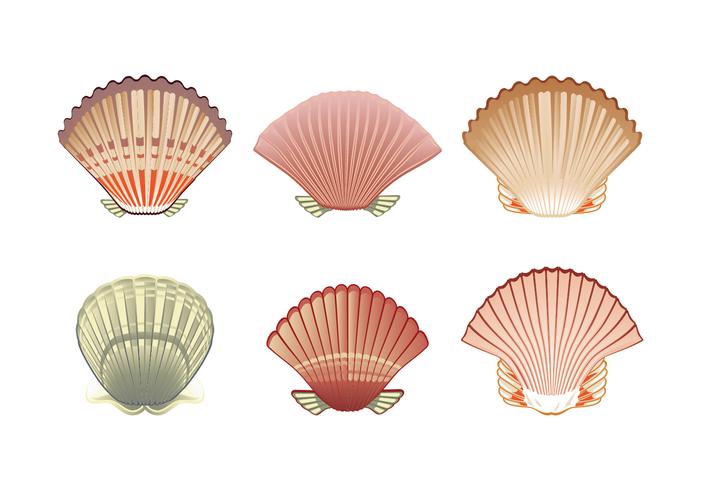 Set of Scallops shell Illustration Isolated on White Background vector