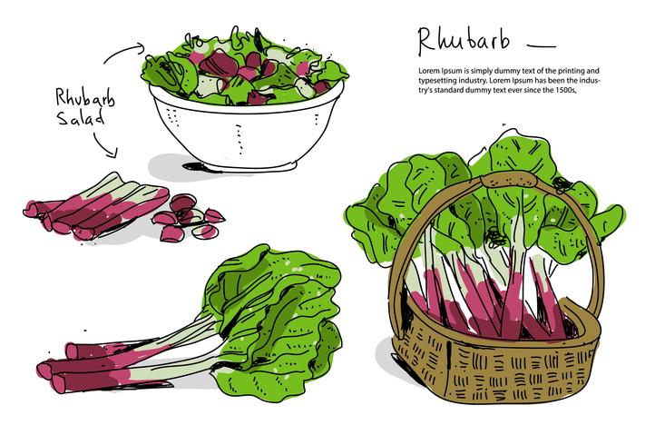 Fresh Rhubarb Hand Drawn Vector Illustration
